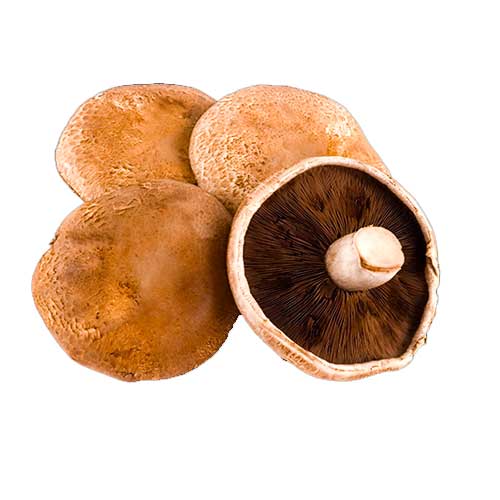Portobello Mushroom
