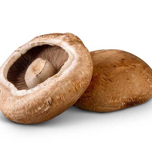 Portobello Mushroom