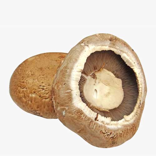 Portobello Mushroom