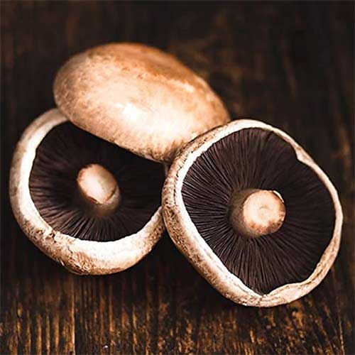 Portobello Mushroom