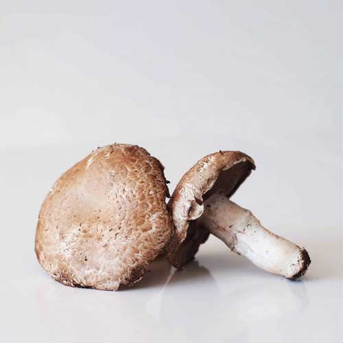 Portobello Mushroom