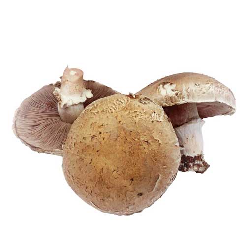 Portobello Mushroom