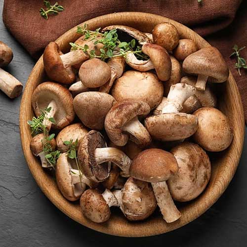 Portobello Mushroom