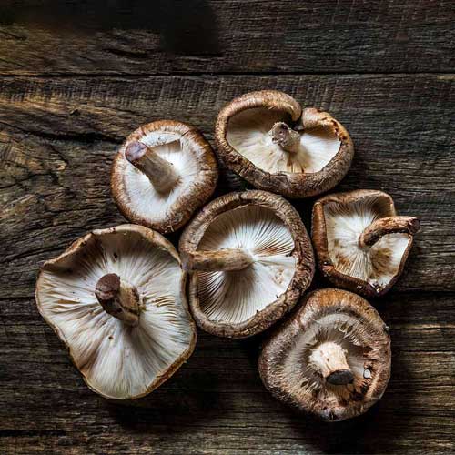 Shitakes Mushrooms
