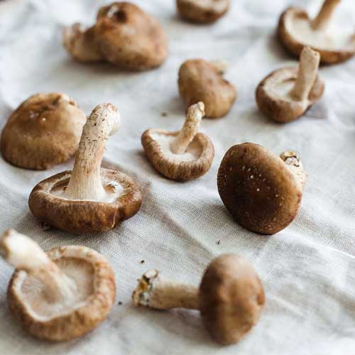 Shitakes Mushrooms