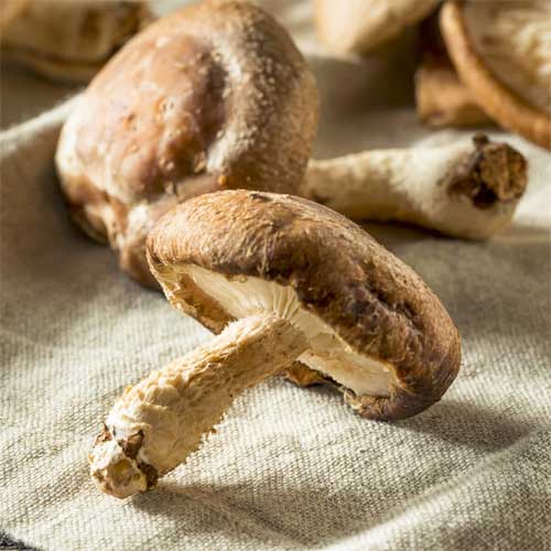 Shitakes Mushrooms