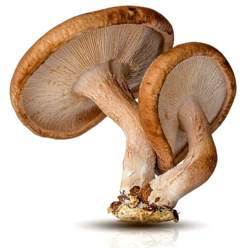Shitakes Mushrooms