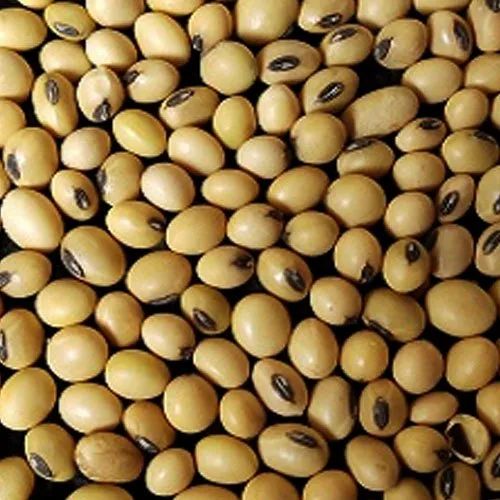 Pigeon Peas