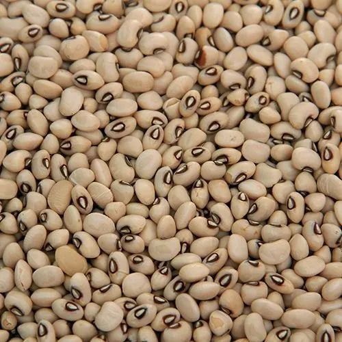 Pigeon Peas