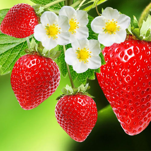 Strawberry