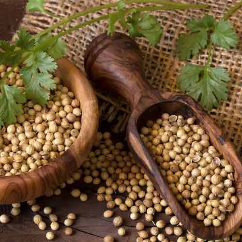Indian Coriander Seeds